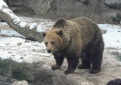 Az állatkerti medve